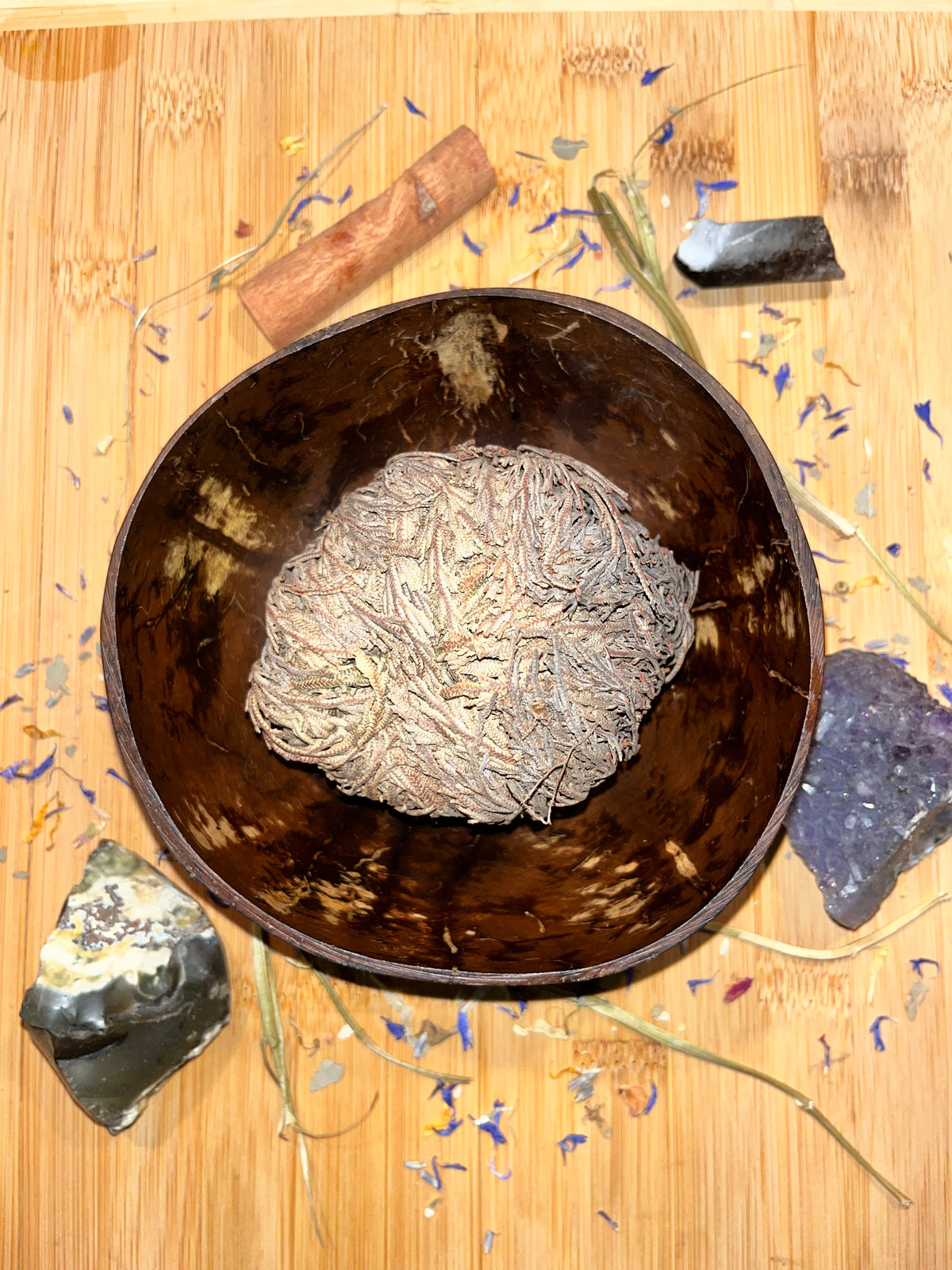 Rose Of Jericho